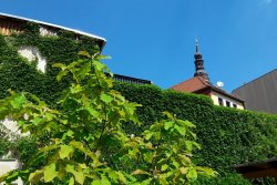 Südseite Ferienwohnung Objektansicht